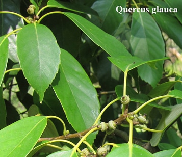 feuilles Quercus-glauca