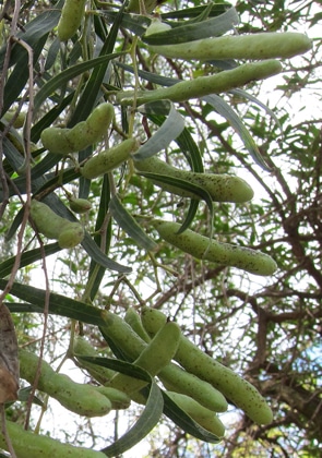 gousses-Acacia-salicina