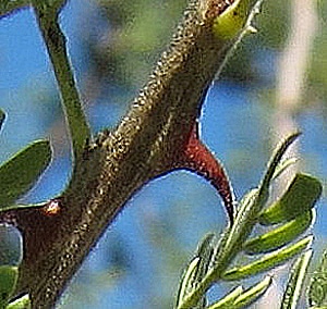 épine-acacia-Senegalia-greggii