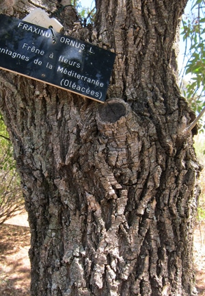 écorce Fraxinus ornus