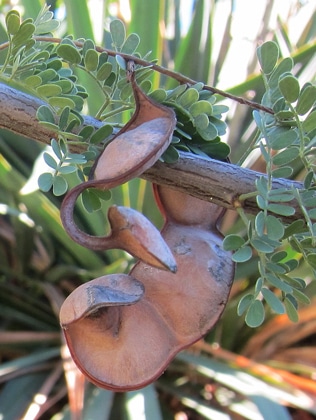gousse Acacia - Senegalia greggii