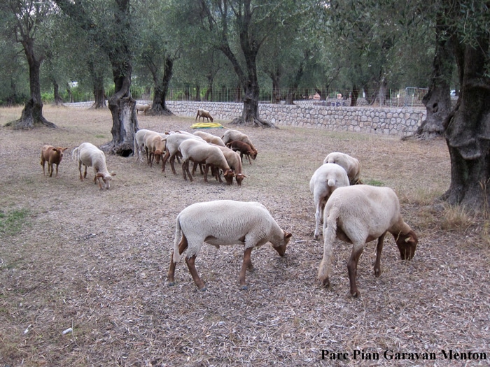 moutons Parc Pian Menton