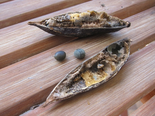 gousse-et-graines-Vachellia-farnesiana