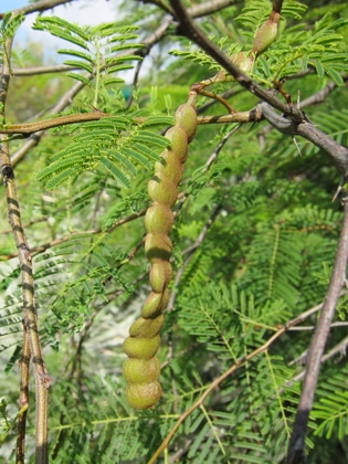 gousses-Acacia-Vachellia-aroma
