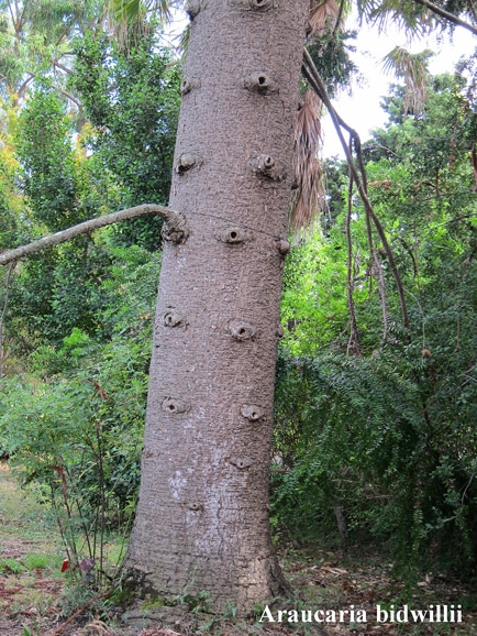 tronc Araucaria-bidwillii