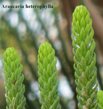 feuilles Araucaria heterophylla