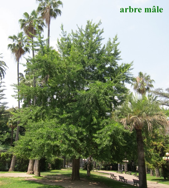 ginkgo arbre mâle
