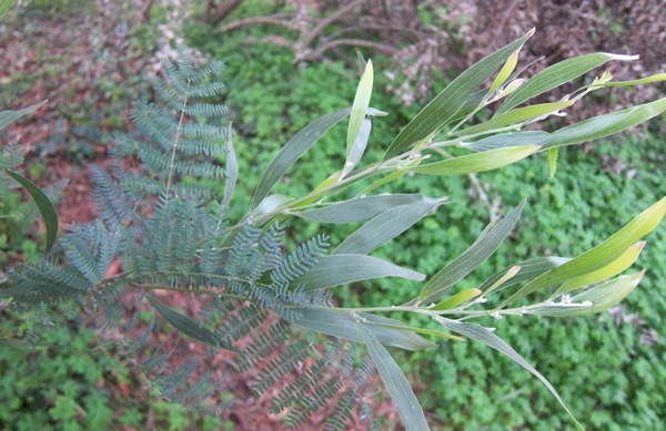 feuillage-mixte-Acacia-melanoxylon