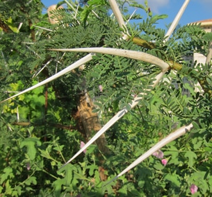 épines Acacia - Vachellia karroo
