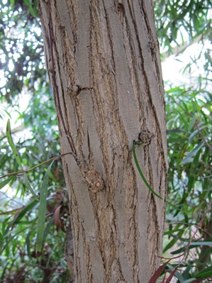 écorce Acacia spirorbis