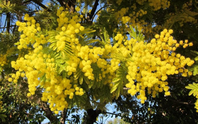 Acacia - Mimosa