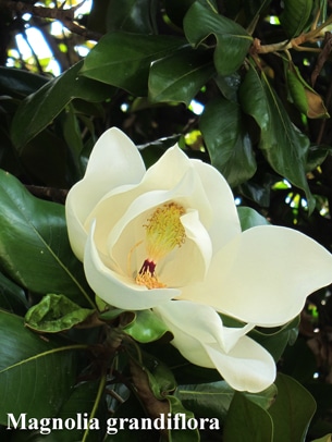 fleur Magnolia grandiflora