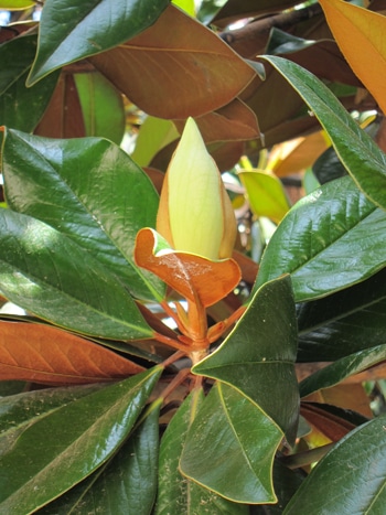 bourgeon Magnolia grandiflora