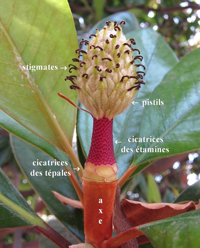 Verticilles hémicycliques : tépales, stigmates, étamines magnolia