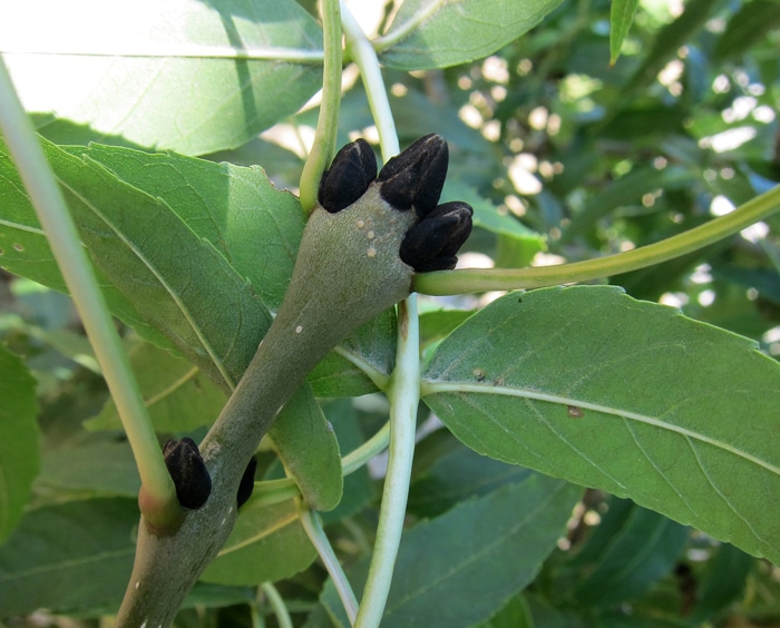 bourgeons du frêne commun - Fraxinus excelsior