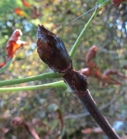 croissance monopodiale Aesculus hippocastanum