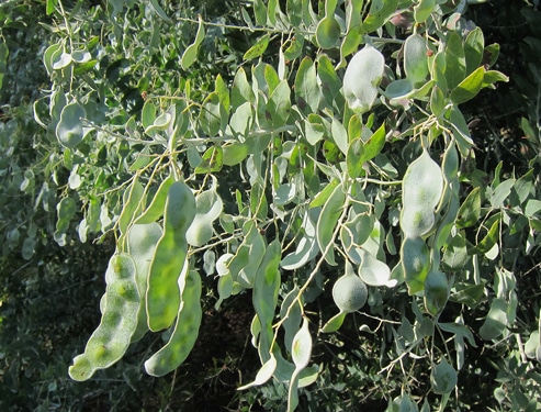 gousses-Acacia-podalyriifolia