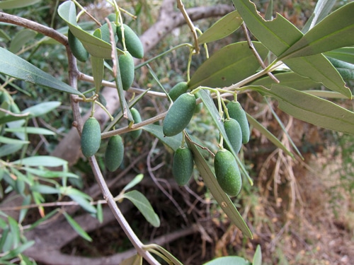 olives en formation