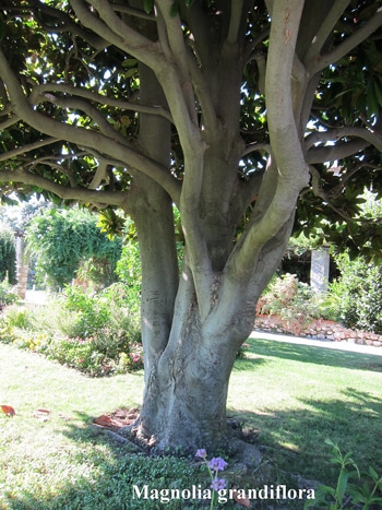 écorce Magnolia grandiflora