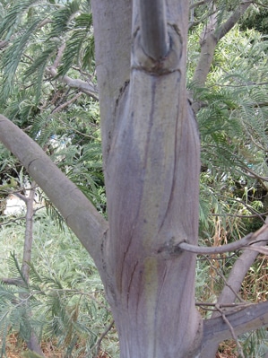 écorce juvénile Acacia dealbata