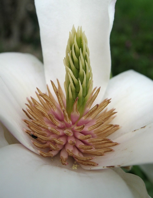 Androcée et gynécée du magnolia