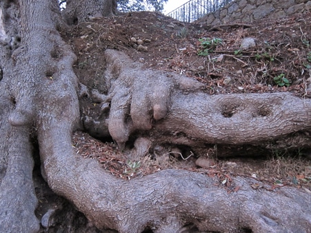 olivier millénaire à Roquebrune Cap Marti