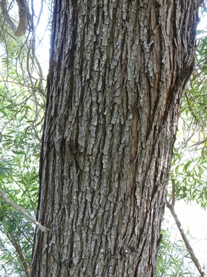 écorce-Acacia melanoxylon