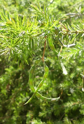 gousses-Acacia-verticillata