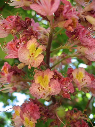 Aesculus-carnea-fleurs