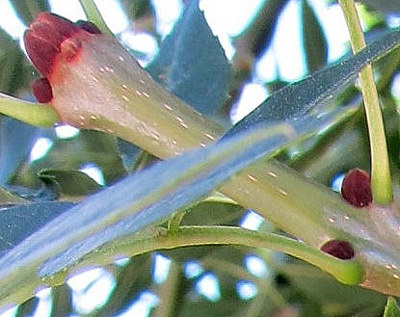 bourgeons Fraxinus angustifolia