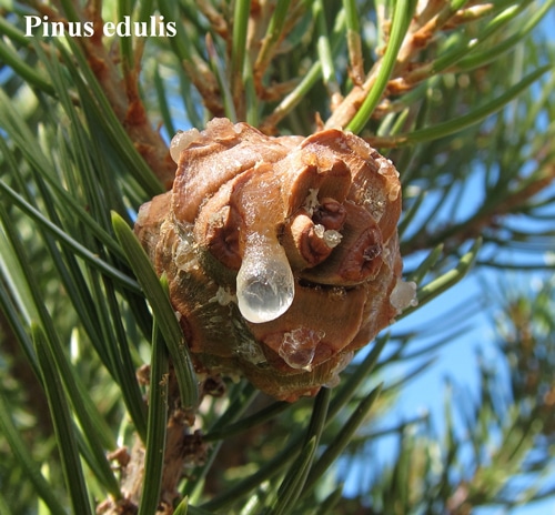 cône sérotineux Pinus edulis