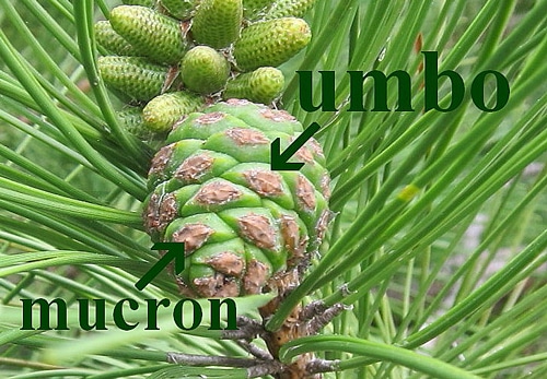umbo et mucron Pinus