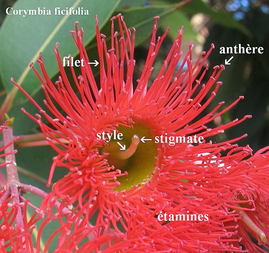 style et stigmate Corymbia-ficifolia