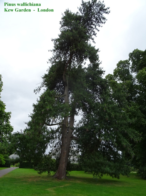 Pinus wallichiana Kew Garden