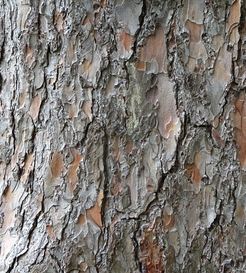 écorce Pinus wallichiana