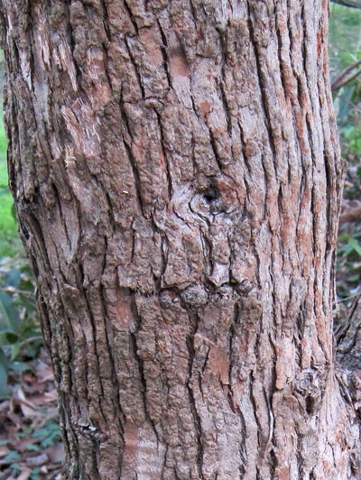 écorce Corymbia ficifolia
