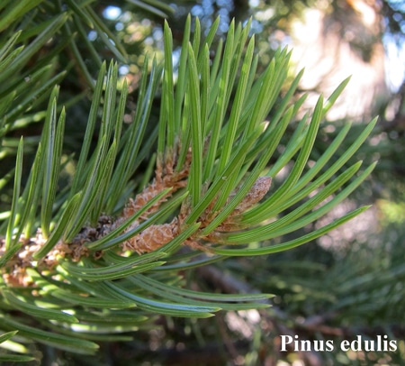 feuilles Pinus edulis