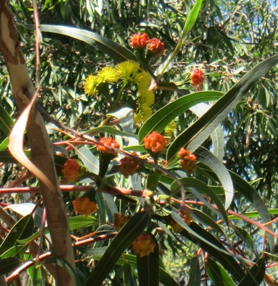 opercule rouge Eucalyptus erythrocorys