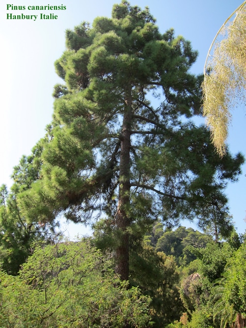 Pinus canariensis Hanbury Italie