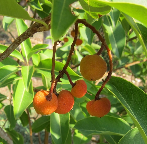 fruits Arbutus x thuretiana