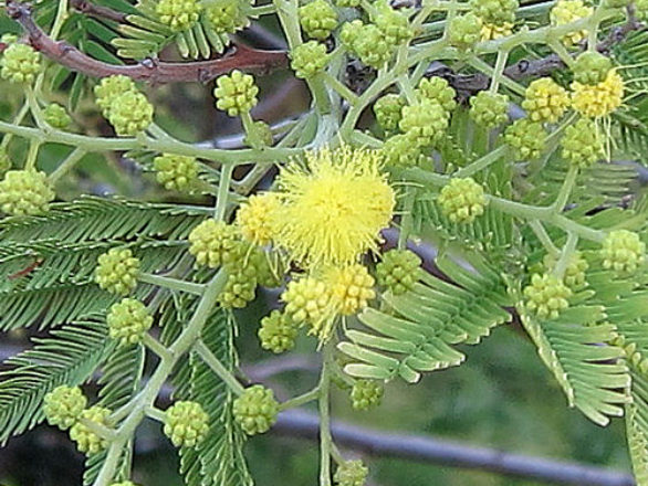 inflorescences Acacia dealbata