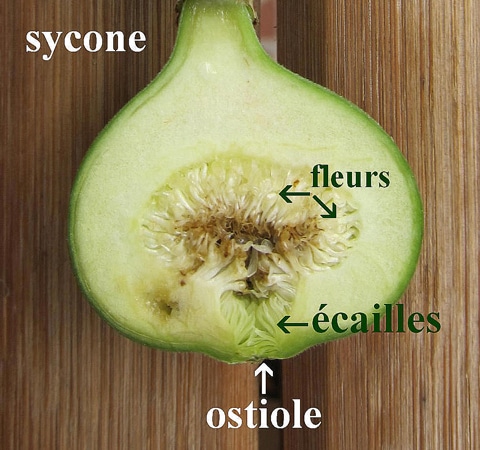 ostiole, syconium Ficus