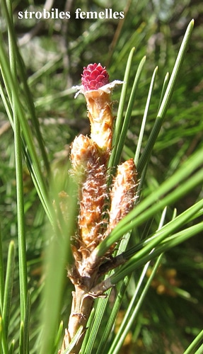 strobile femelle Pinus