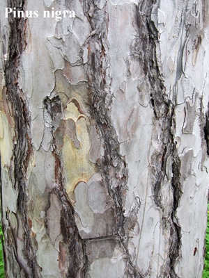 écorce Pinus nigra