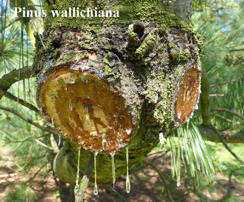 résine Pinus wallichiana