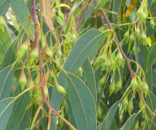 opercules Eucalyptus