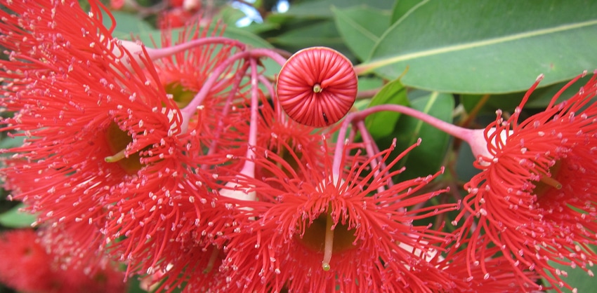 fleurs gommier rouge