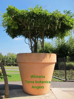 glycine Terra Botanica Angers