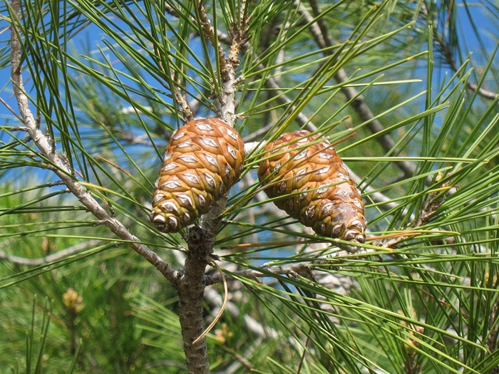 cônes Pinus halepensis