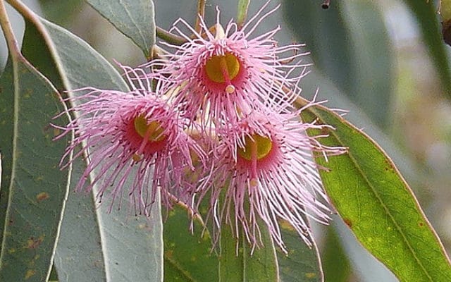 fleurs Eucalyptus leucoxylon